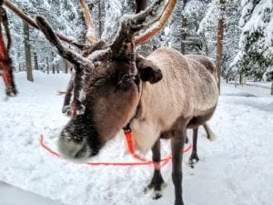 TED Center Christmas vacations